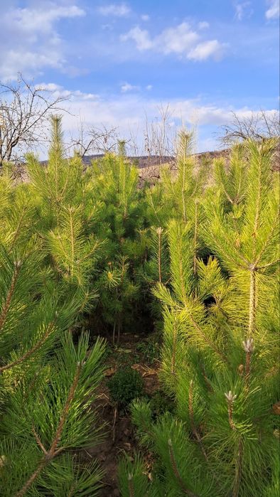 Manzalari ko'chatlar sotiladi. Narxini kelishamiz optim dona.