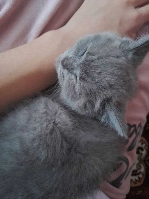 Зоттор мушук сотилади. Карши шаха