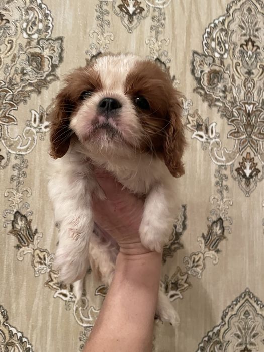 Кавалер кинг чарльз спаниель