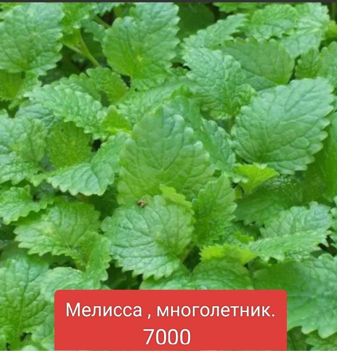 Саженцы садовых цветов и лекарственных трав.