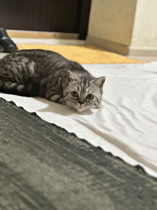 Британский Шиншила