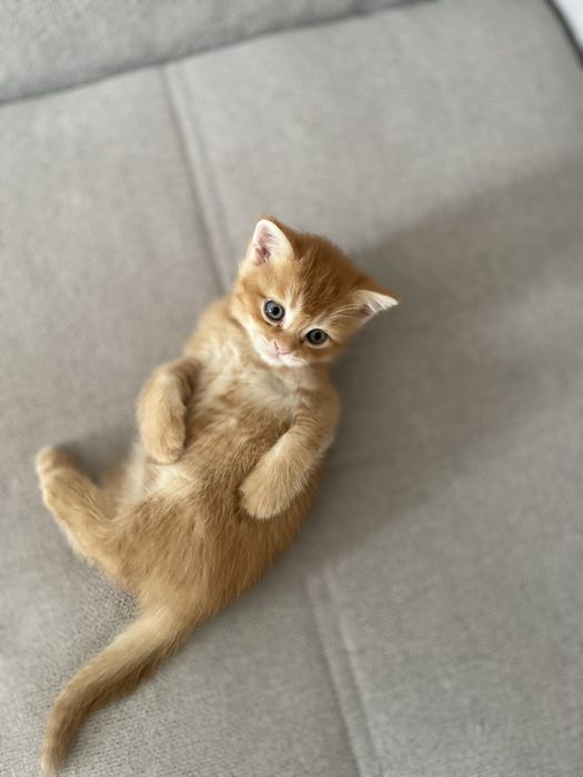 Милый шотландский котенок 1 месяц — мальчик