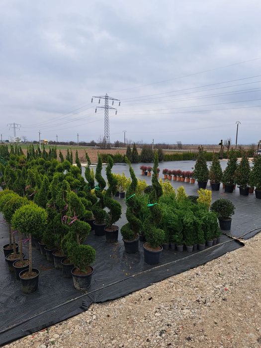 Tuia leilandy, spirale,pon pon,palmier