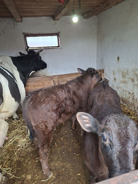 Vand vaca cu viteii langa ea