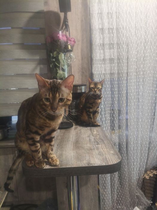 Бенгальские котята ( бронь)