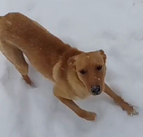 Рыжуля-умница и красавица