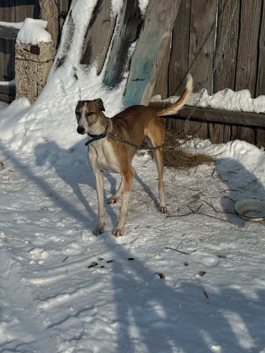 Хорты сучка торг