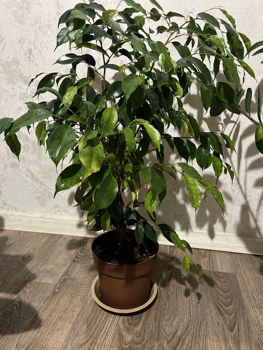 Фикус Бенджамина 65 см
