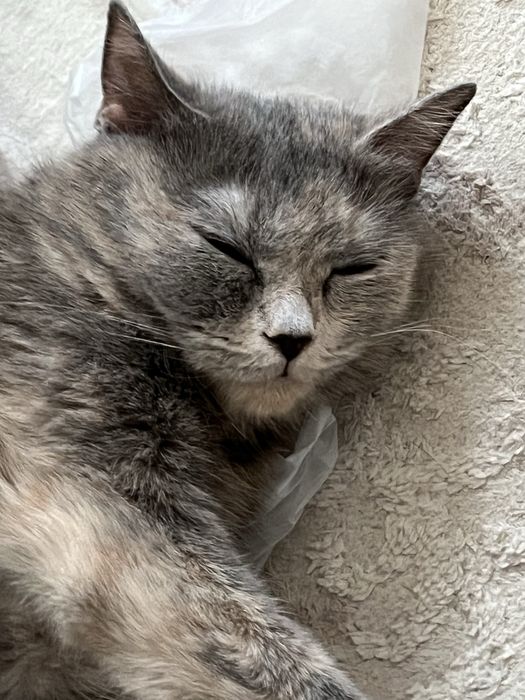 Кошка ұрғашы 2шт