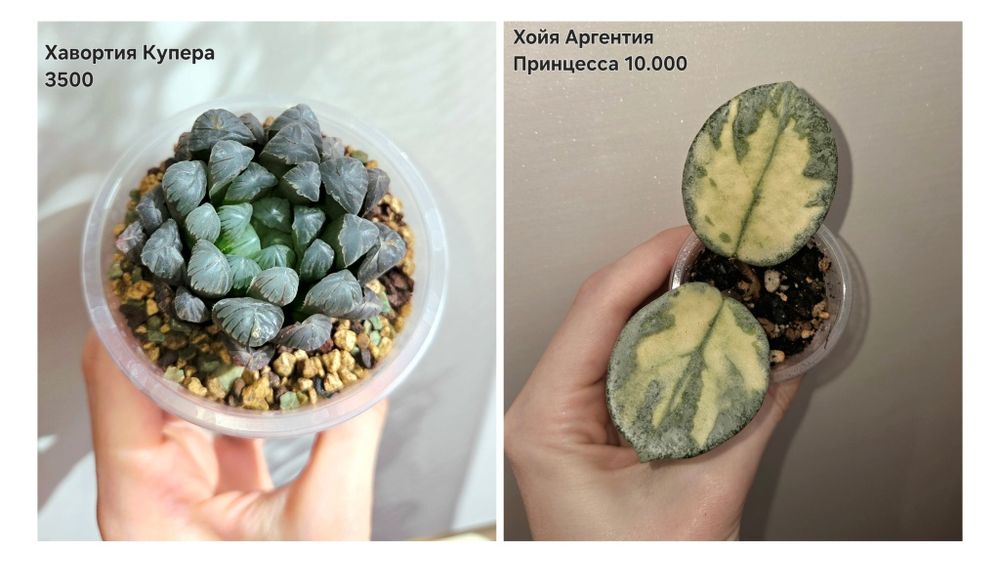 Фикусы,Орхидея,Филодендрон,Сансевиерия,Хойи