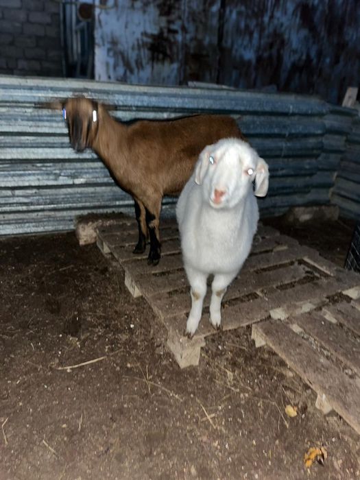 Ешкілер сатылады