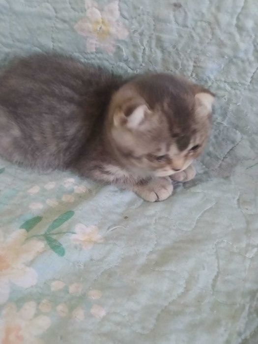 продам котят (шотланцы)