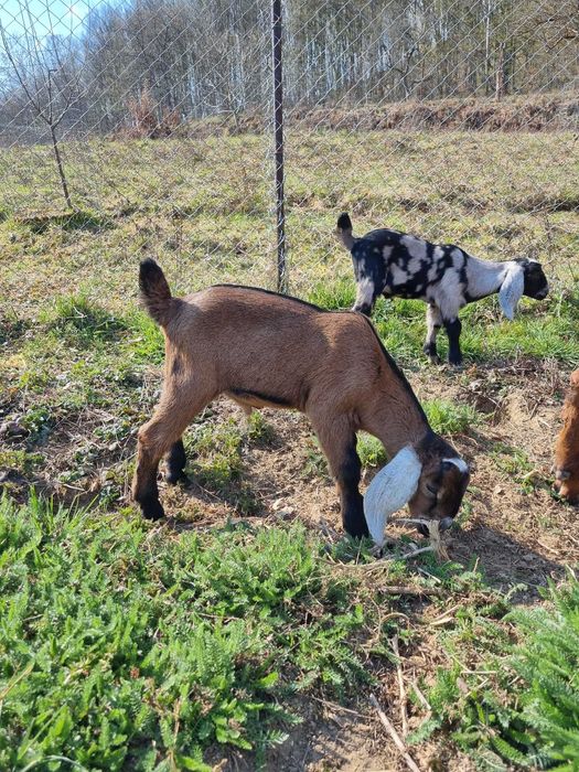 Țapi Anglo Nubian cu certificat de origine