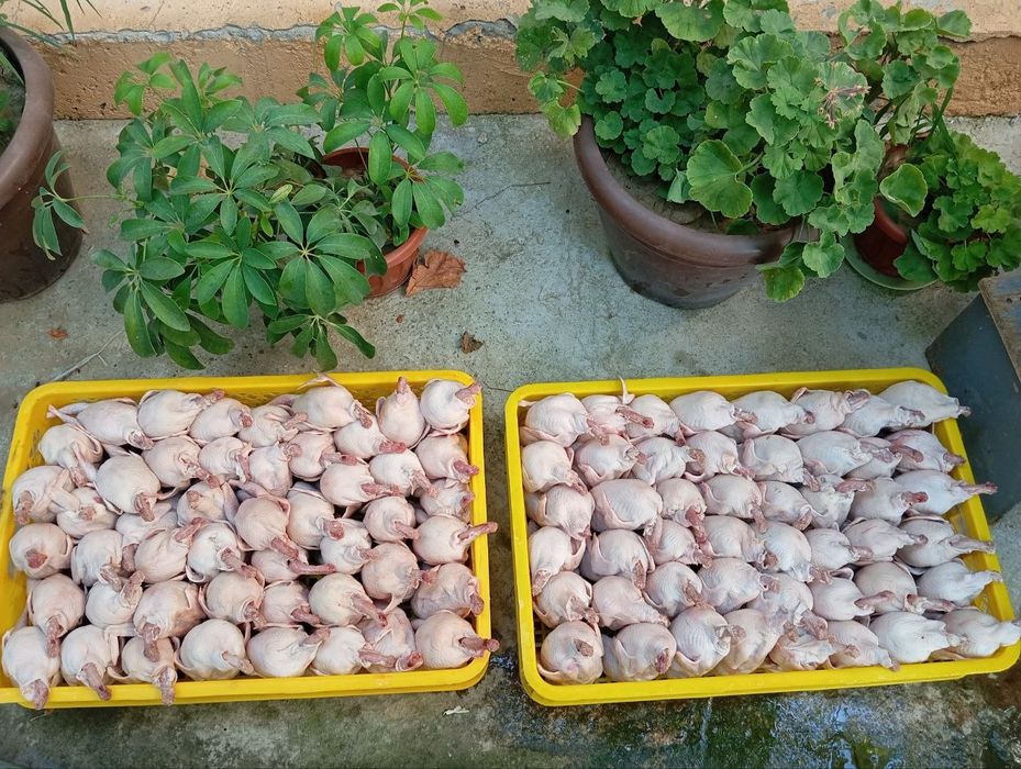 Бедана   сотилади