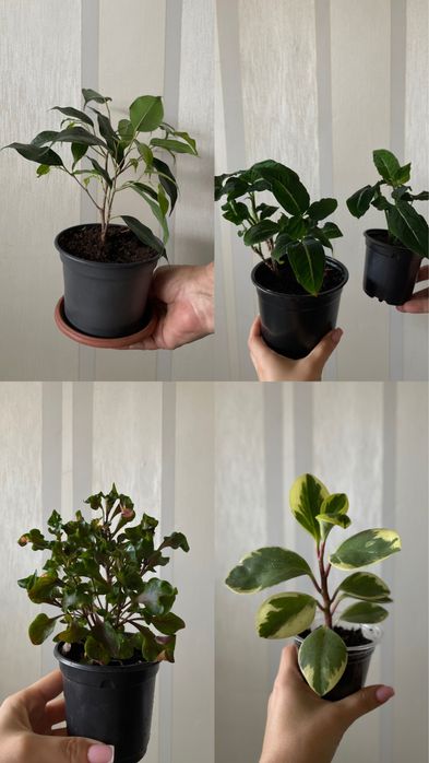 Продам комнатные растения