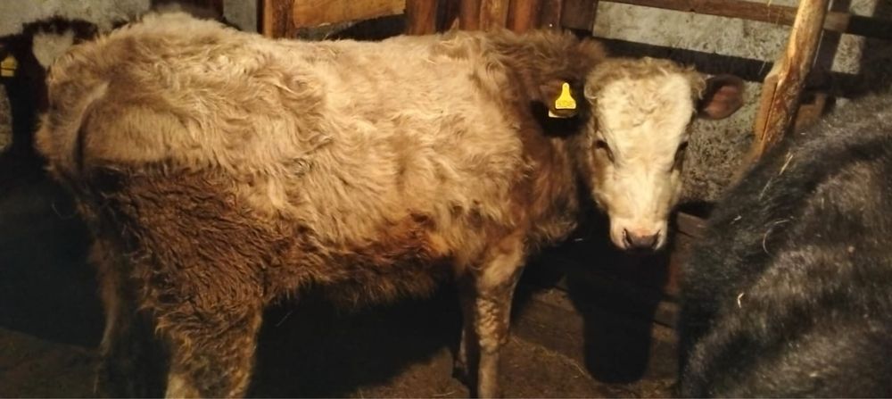 Продам корову бычка