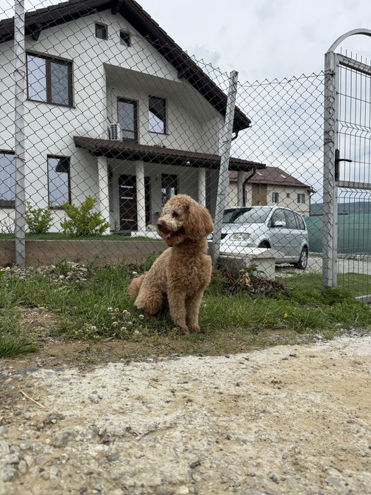 Pudel pitic cu pedigree