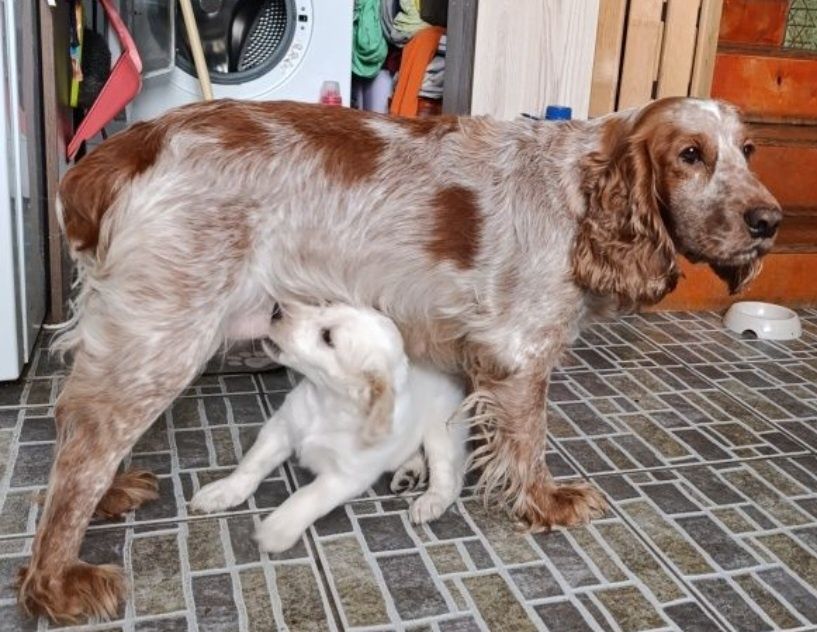 Щенки спаниеля очень красивые