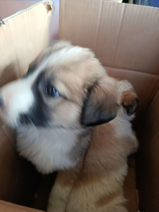 Продам щенков для охраны!