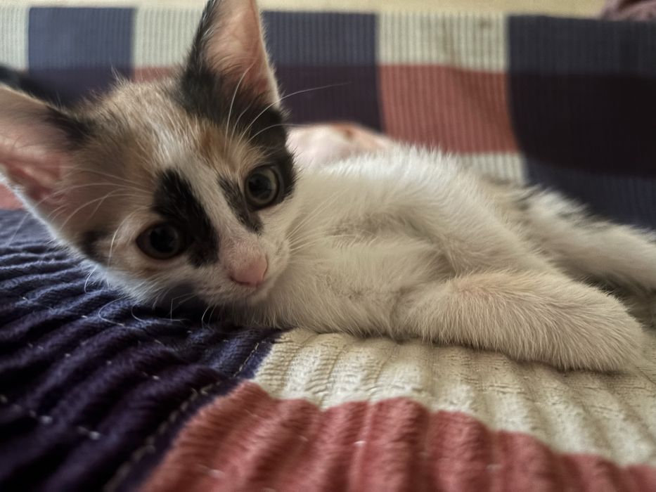 котенок котята в добрые руки