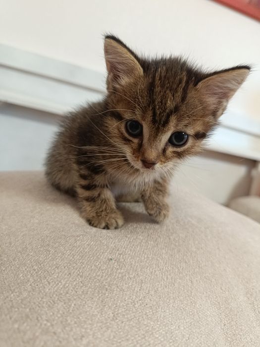 Котёнок в хорошие руки