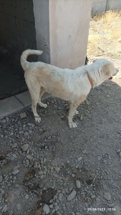 Alabay it sotiladi 2 yosh