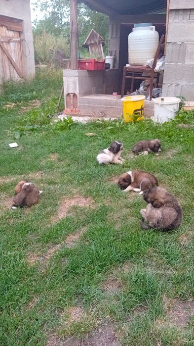 Cățeluși spre adopție