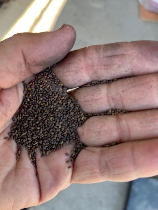 Жонашқа ұрық ,жүгері ұрық таза