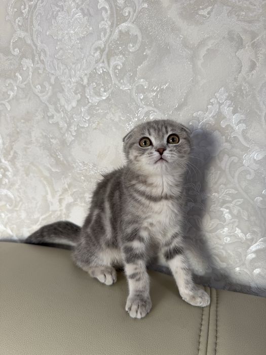 шотландская вислоухая