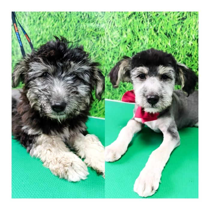 Щенок в хорошие руки