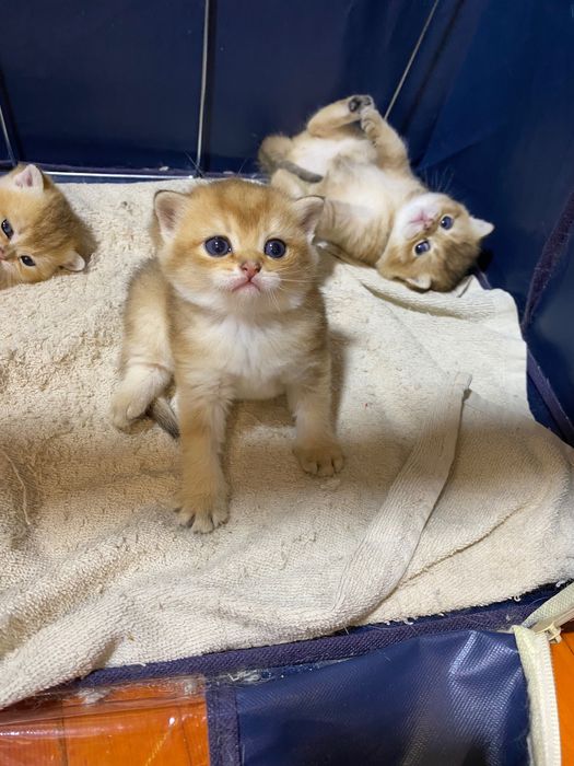 Продаю здоровых котят золотая шиншилла.