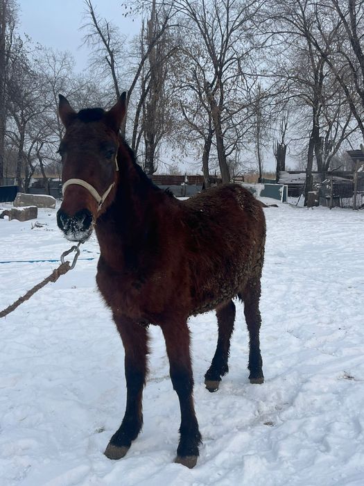 3 жасар буаз байтал сатылады