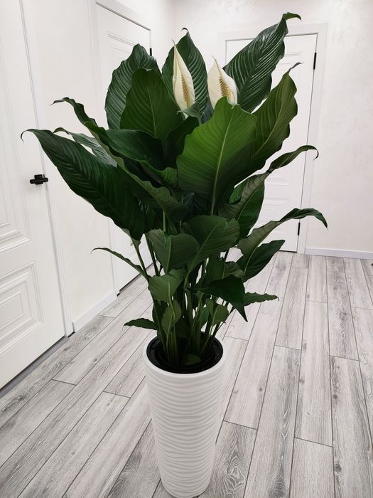 Комнатные растения. Доставка