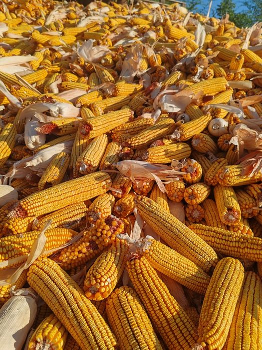 Продам кукурузу в початках