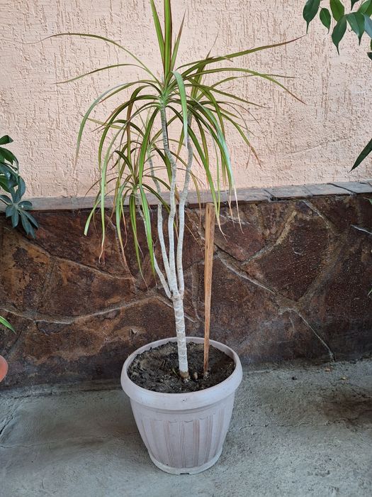 Комнатные цветы по 10