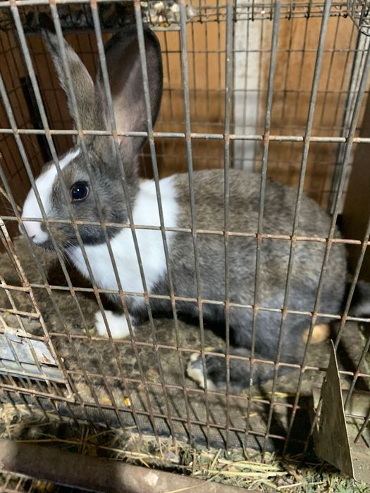 Vand iepuri mici si mari