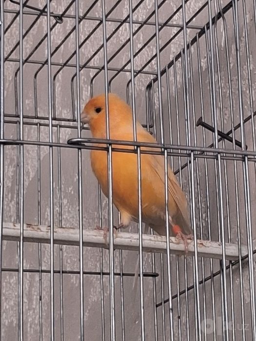 Kanareka sotuvda qizqala tel qlila