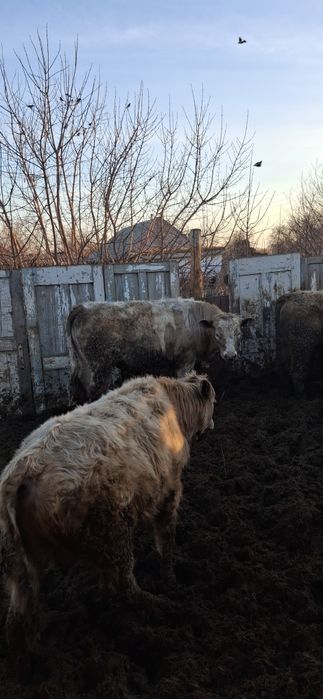 Быки с откорма помесь Москолевские