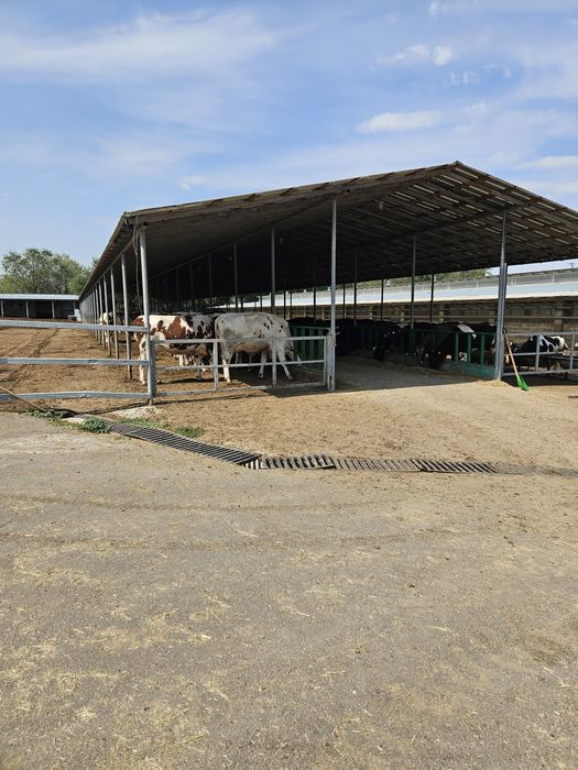 Барда карум для скота.