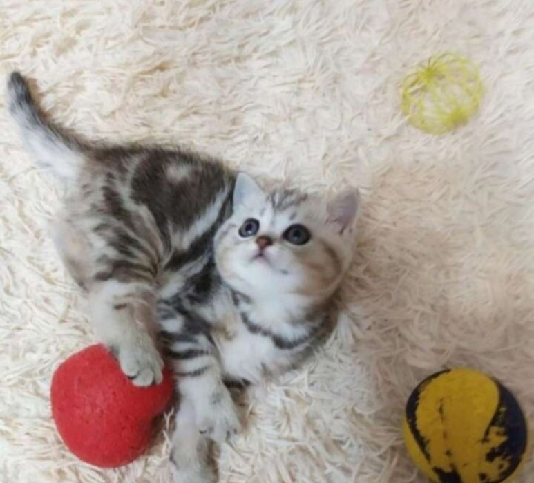 Шотланские котята