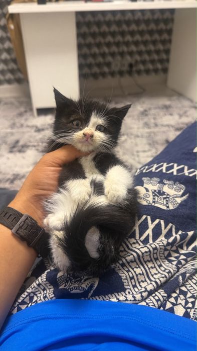 Отдам котенка в добрые руки