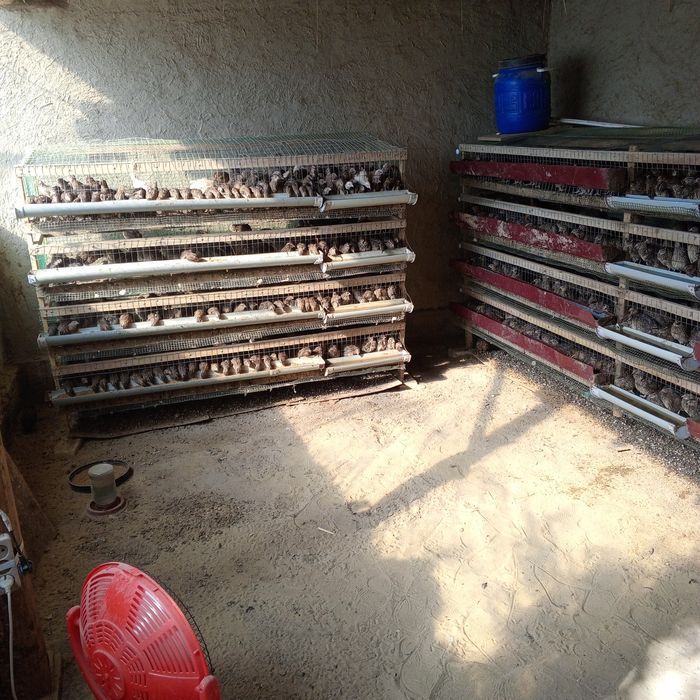 Бедоналар манжуд