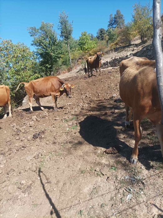 Продавам овце и крави
