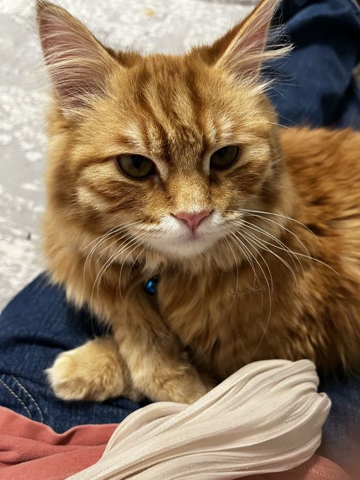 Продаем котенка.