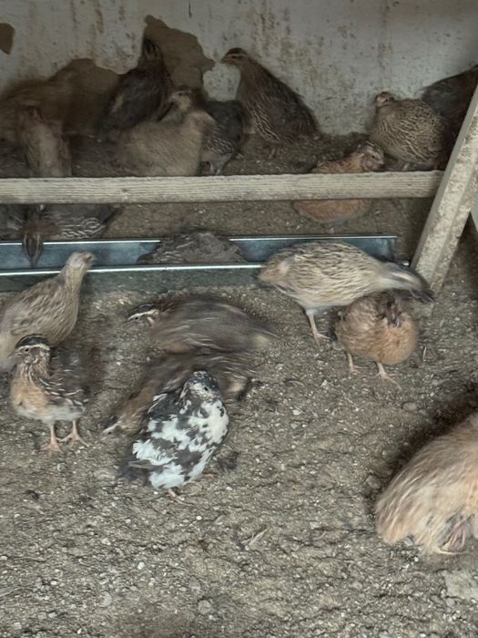 Prepelițe de vânzare