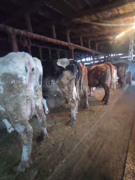 Vand vaci gestante si cu lapte