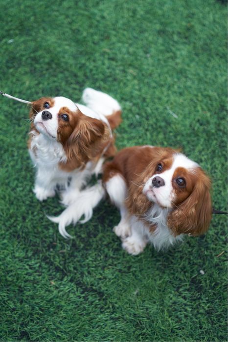 Кавалер Кинг Чарльз Спаниель Бронирование