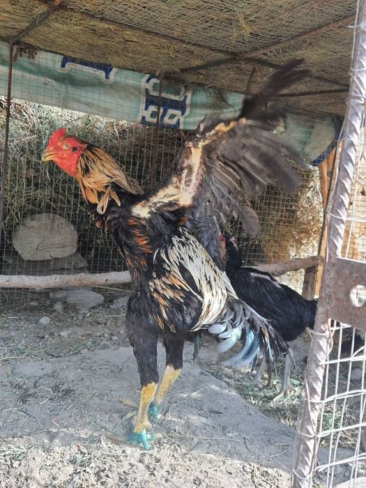 Тоза Шамо ва Карес хурозларни тухуми сотилади.