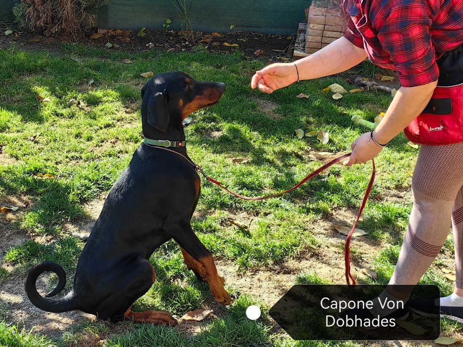 Cățeii Doberman cu pedigree tip A - FCI