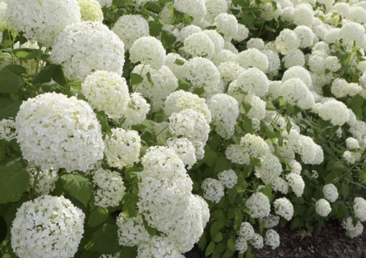 Продам гортензию кустовую